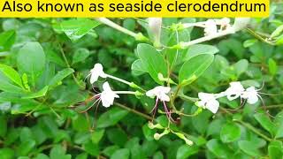 Seaside Clerodendrum [upl. by Calv]