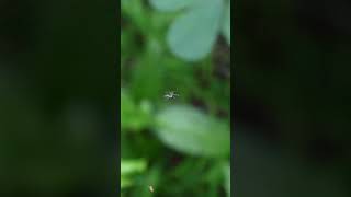 An orb weaver spider is connecting spider silk individually in a circular pattern on its web spider [upl. by Almeda547]