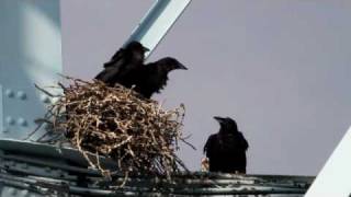 Northern Raven Nest in NYC [upl. by Euqirat754]