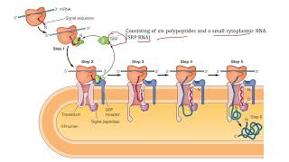 Protein Sorting amp Transport PART 2 [upl. by Anwahsar384]