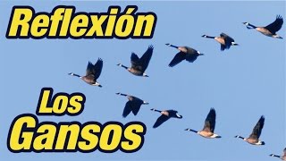 El Vuelo de los Gansos  Reflexión sobre el Trabajo en Equipo [upl. by Gerdy]