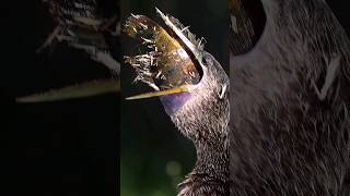 Anhinga Bird Swallows a HUGE Fish Whole [upl. by Anitirhc686]