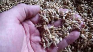 Making Malt at home Malted Barley The Malting [upl. by Salkcin521]