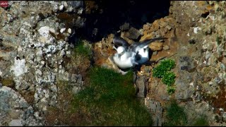 Jun 14 2024 Iceland eruption fulmar bird nest  parents switch places glimpse of egg wing flaps [upl. by Westbrooke688]