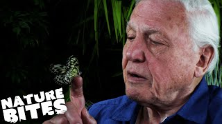 David Attenborough Butterflys quotExtraordinary Metamorphosisquot  Micro Monsters  Nature Bites [upl. by Noivaz]