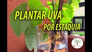 Como Plantar Uva por Estaquia Maneira correta de se fazer [upl. by Arodnahs]