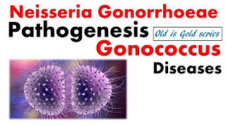 Neisseria gonorrhoeae Microbiology  pathogenesis infection Lab diagnosis treatment [upl. by Lira]