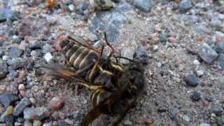 Wasp slays horse fly then gets robbed [upl. by Annelg]