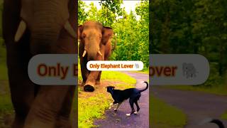 Elephant Catching Dog  shorts ytshorts viralvideo trending [upl. by Fasano]