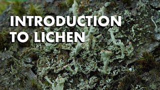 An Introduction to Lichen [upl. by Other]