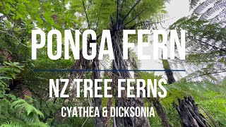 FERNS Tree Ferns PONGA  Cyathea and Dicksonia All you need to know before you grow New Zealand [upl. by Aviv375]