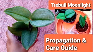 Scindapsus Trebuii Moonlight Propagation amp Care Guide [upl. by Birk]