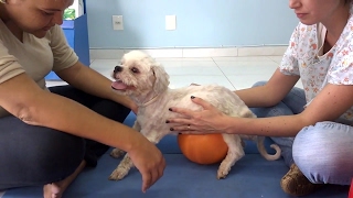 Cachorros paraplégicos Tratamento para voltar a andar [upl. by Fleda]