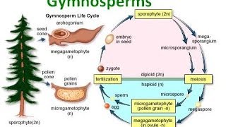 Gymnosperm Notes [upl. by Ikilisav]