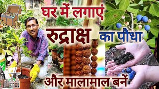 घर पर लगाएं रुद्राक्ष का पौधा और बनें मालामाल  Rudraksh Plant Growing and Caring [upl. by Laure546]