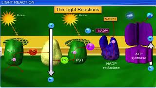 CBSE Class 11 Biology  Photosynthesis in Higher Plants  Full Chapter  By Shiksha House [upl. by Gaige]