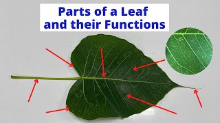 PARTS OF A LEAF  Leaf Parts and their Functions  Science Lesson [upl. by Lind292]