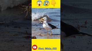 Laysan Albatross Bird 🕊️😰😱facts shortfeed shorts 👆🏝️ [upl. by Aeynod130]