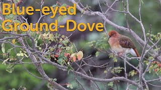 Blueeyed GroundDove Rarest of the Rare [upl. by Ahsahs777]