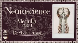 Medulla  Internal features  Neurosciences  Dr Shehla Aman [upl. by Esten]