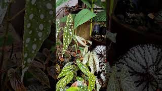 Spot the SNAKE 🐍 plants gardening [upl. by Rochester]