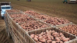 How Does America Produce 37 Million Pounds Of Sweet Potatoes  American Farming [upl. by Pauwles]