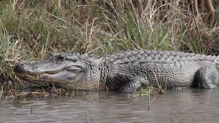 OneEye basking at Brazoria National Wildlife Refuge [upl. by Ancel681]