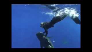 Ocean Ramsey sharks [upl. by Chelsea]