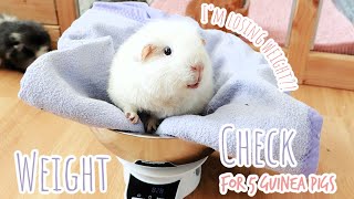 Guinea Pig Weight Check [upl. by Aramaj]