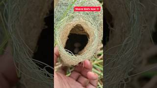 Weaver Birds Egg with Nest 🪺weavers birds egg nest nature birdsounds cute video newshorts [upl. by Nylekcaj]