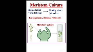 Meristem Culture Shoot tip culture [upl. by Dola]