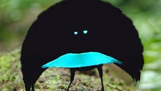 A new species The Vogelkop Superb BirdofParadise [upl. by Lenrow]