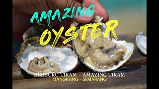 Berburu Tiram  Oyster di Mangkang [upl. by Grayce]