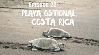 quotLa Arribadaquot Turtle Nesting on Playa Ostional Costa Rica [upl. by Arayk]