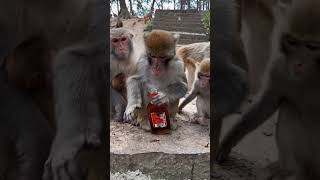 Monkey the alcohol [upl. by Harli]