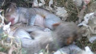 Squirrel nest in my window [upl. by Theurer]