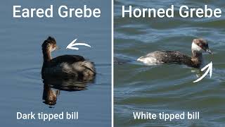 Bird Breakdown  Eared Grebe vs Horned Grebe [upl. by Ennovehc]