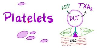 Platelets Thrombocytes  The Cell Pieces that Lack Nucleus  Hematology [upl. by Orecul414]