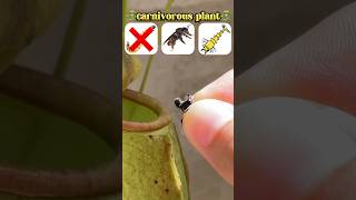 Será que a planta carnívora vai comer a mosca😱 shorts challenge [upl. by Kronick]