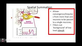 Synapses PART 2 513 Neuronal Communication d Roles of a synapse [upl. by Pilar]