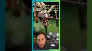 Why Are Mosquitoes Biting You More Than Others🤔interestingfacts shortvideo funfacts [upl. by Krishna5]