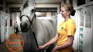 Using a Chain with a Horse Halter [upl. by Giacopo659]