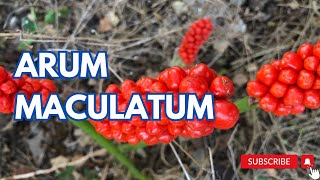 Arum maculatum  Cuckoopint [upl. by Krefetz66]