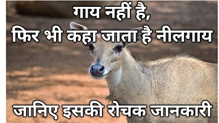 नीलगाय के बारे में रोचक जानकारी नीलगाय की विशेषताएं information about Rojda qualities of nilgai [upl. by Eyde]