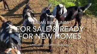 Nubian bucks for sale [upl. by Lamori]