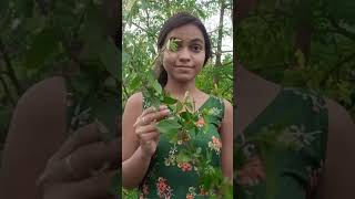 লক্ষী জবা গাছের ডাল থেকে চারা তৈরি 🌱🌺 gardening gardenplants hibiscusplant plants viralshorts [upl. by Avik167]