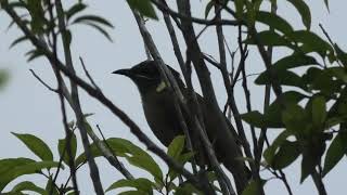 Lewins Honeyeater 20 [upl. by Atiekan]