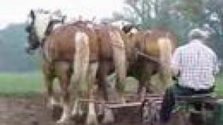 Tillers International Farming with Oxen and Horses Class [upl. by Jack34]