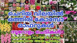 🤩🌺💥 വളരെ ചെറിയ വിലയിൽ ഒത്തിരി ചെടികൾ കിട്ടിയാലോgardening reels [upl. by Borden909]