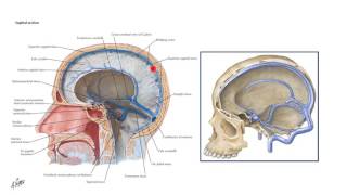 Dural venous sinuses [upl. by Retsof]